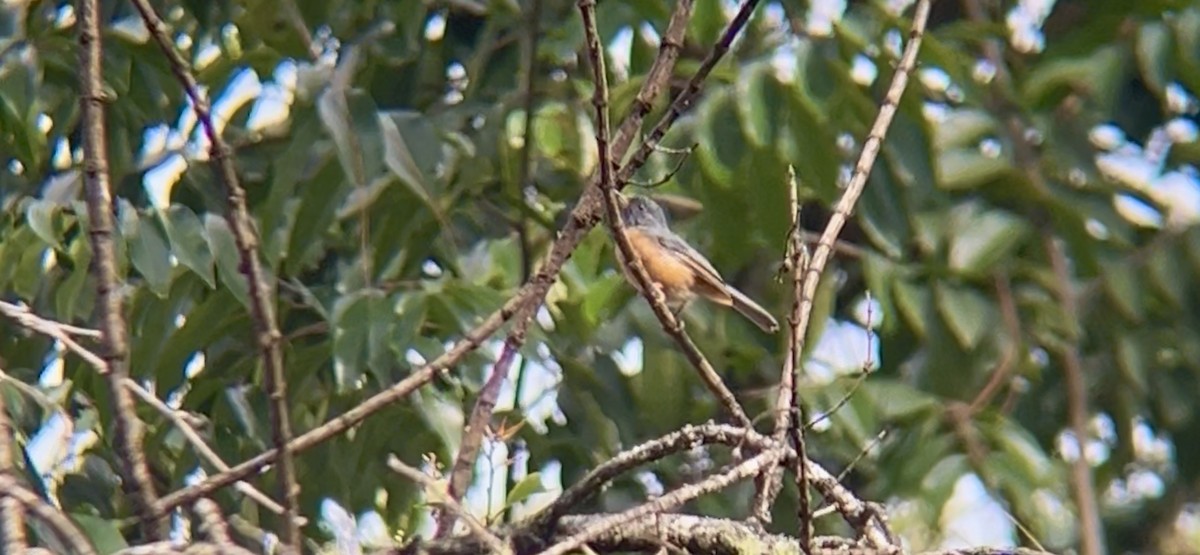 Cinnamon-bellied Flowerpiercer - ML642832698
