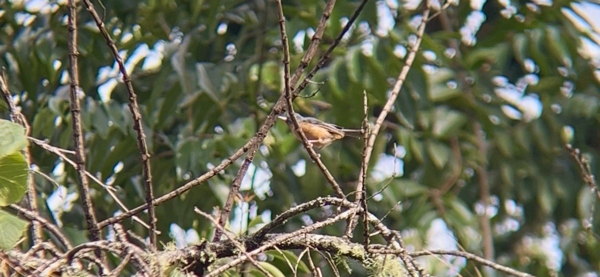 Cinnamon-bellied Flowerpiercer - ML642832700