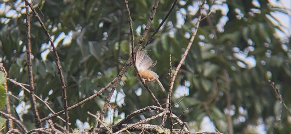 Cinnamon-bellied Flowerpiercer - ML642832702