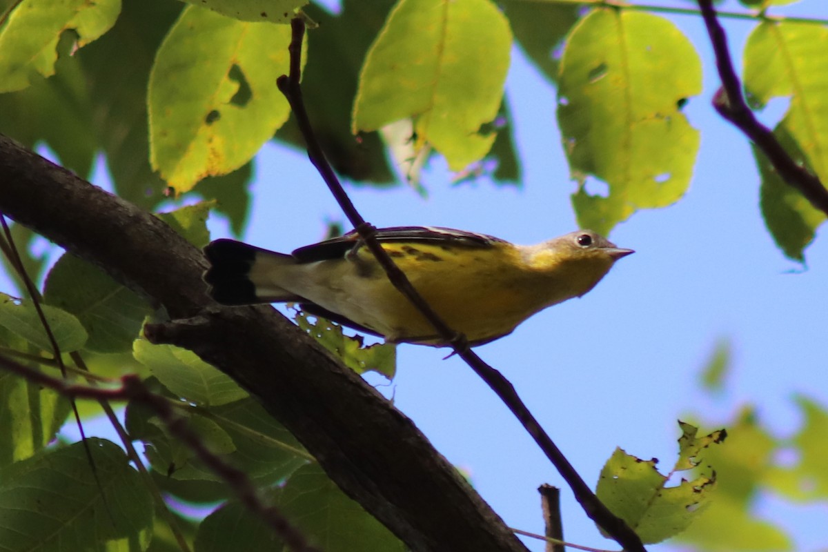 Magnolia Warbler - ML642832705