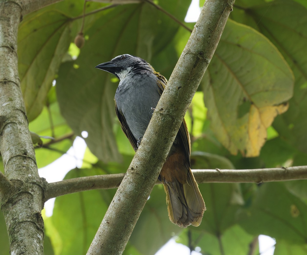 Black-headed Saltator - ML642832706