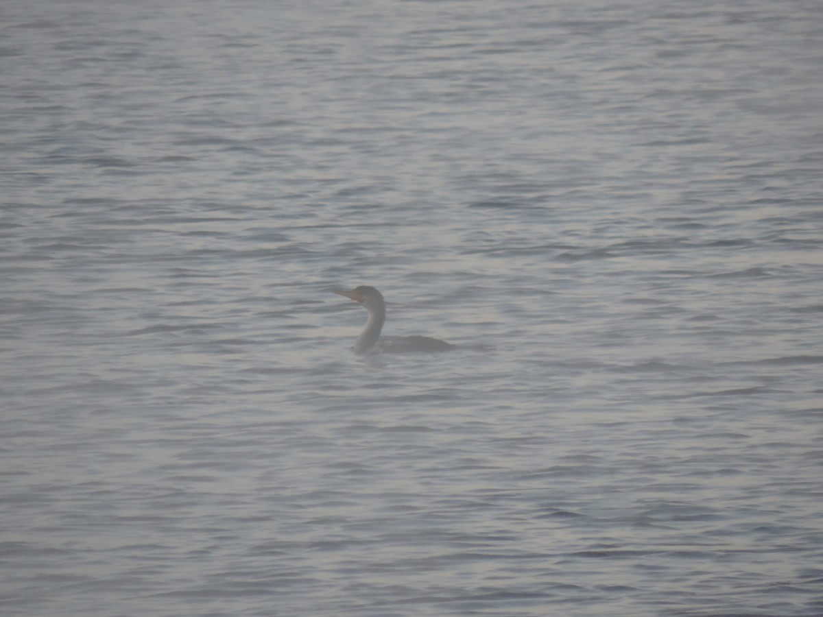 Double-crested Cormorant - ML642832709
