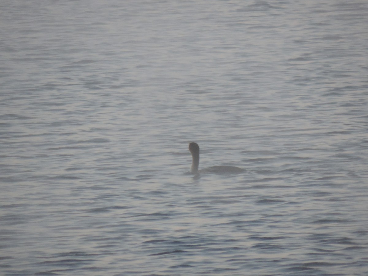 Double-crested Cormorant - ML642832710