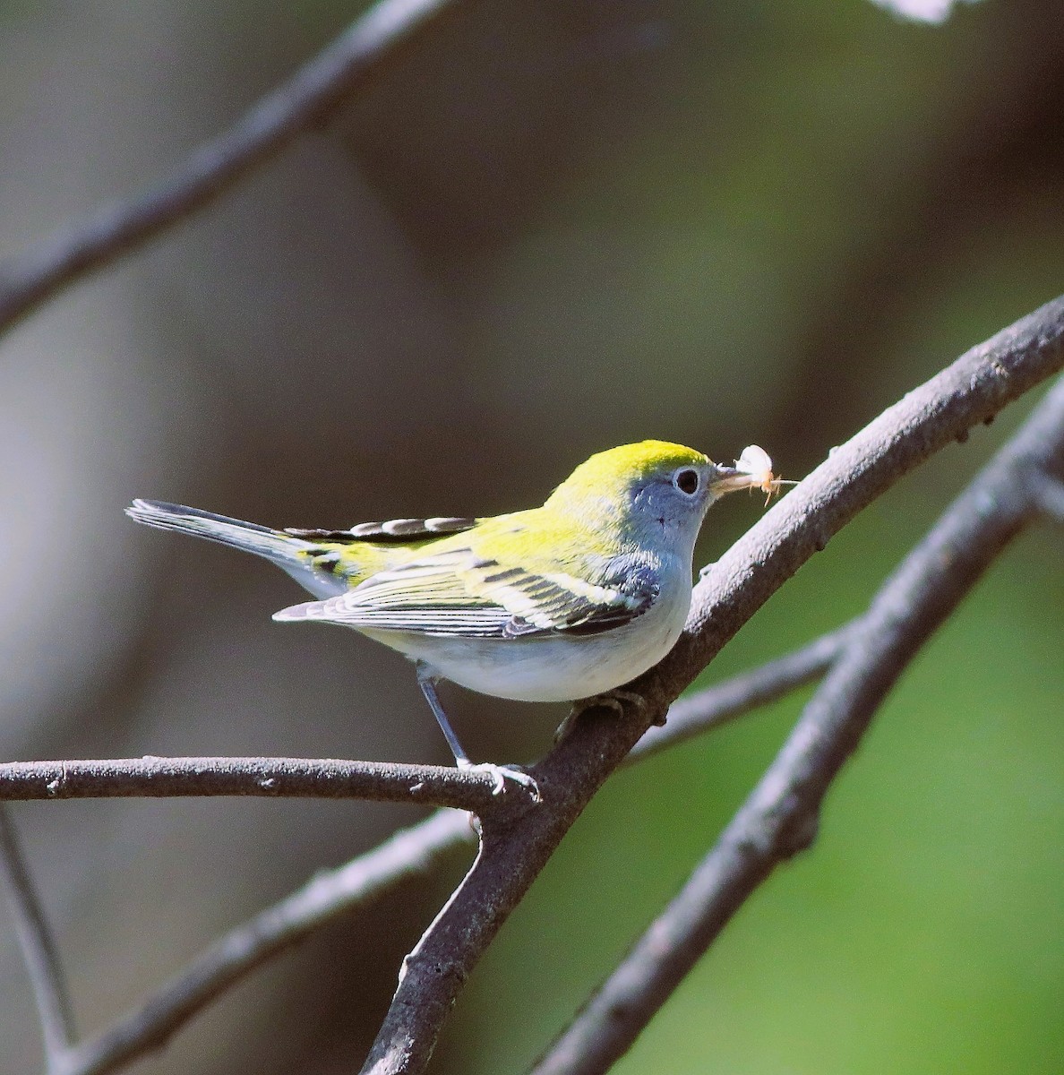 Chestnut-sided Warbler - ML642832711