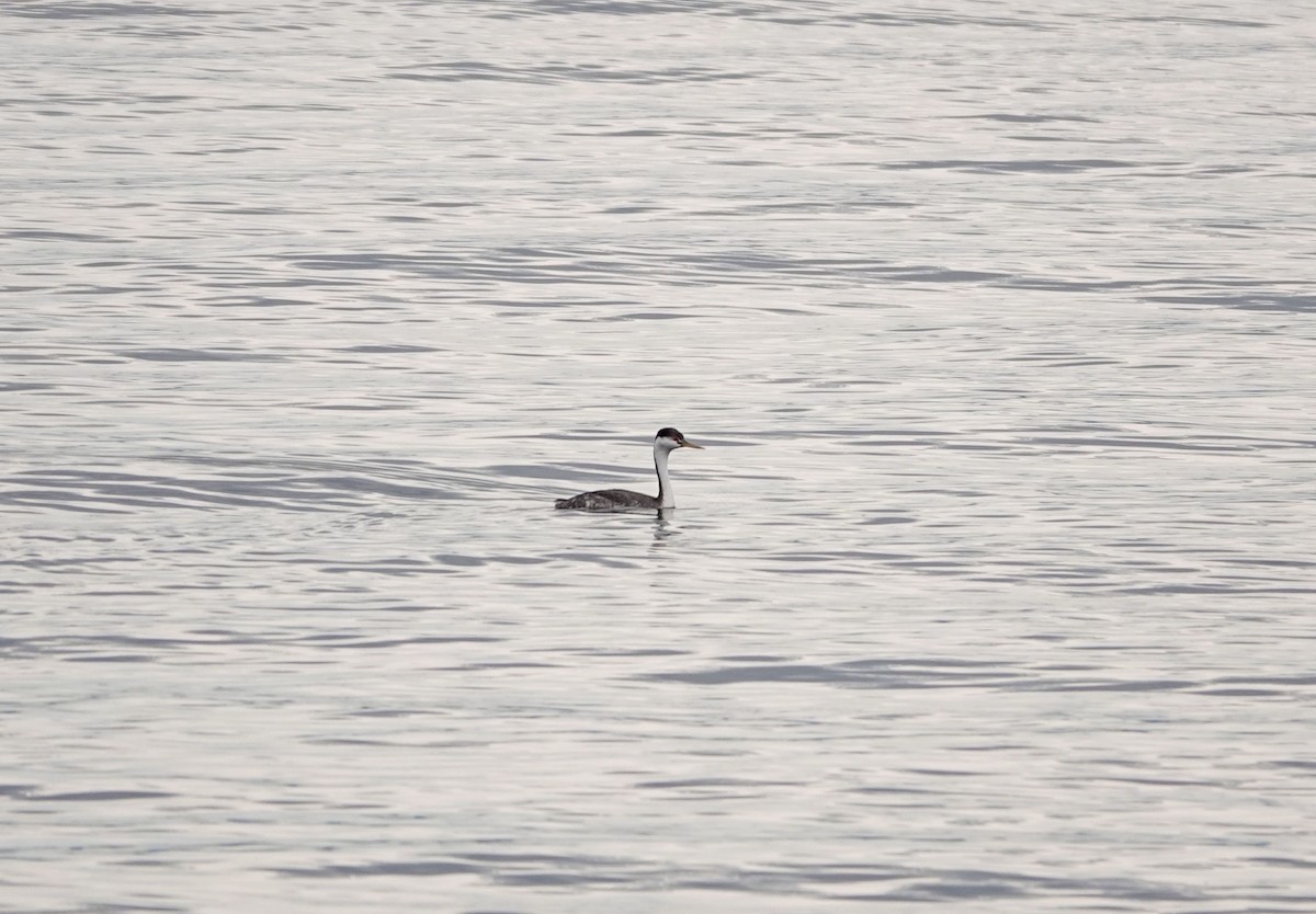 Western Grebe - ML642832712