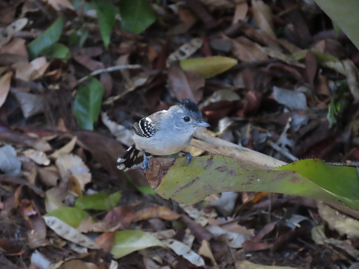 Batara de Pelzeln - ML642832713