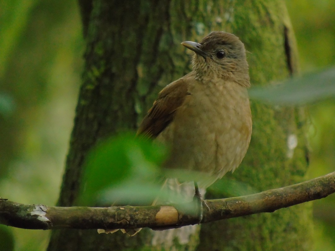 Pale-breasted Thrush - ML642832714