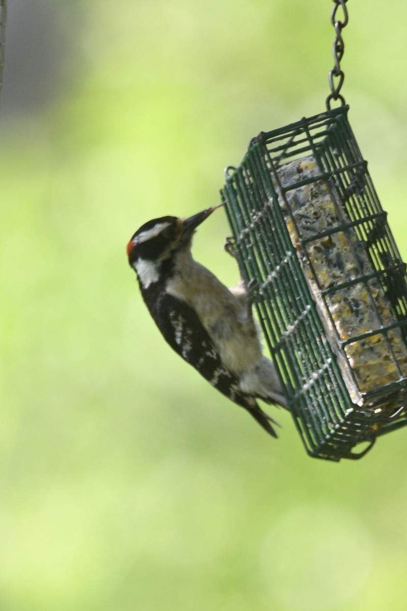 Downy Woodpecker - ML642832717