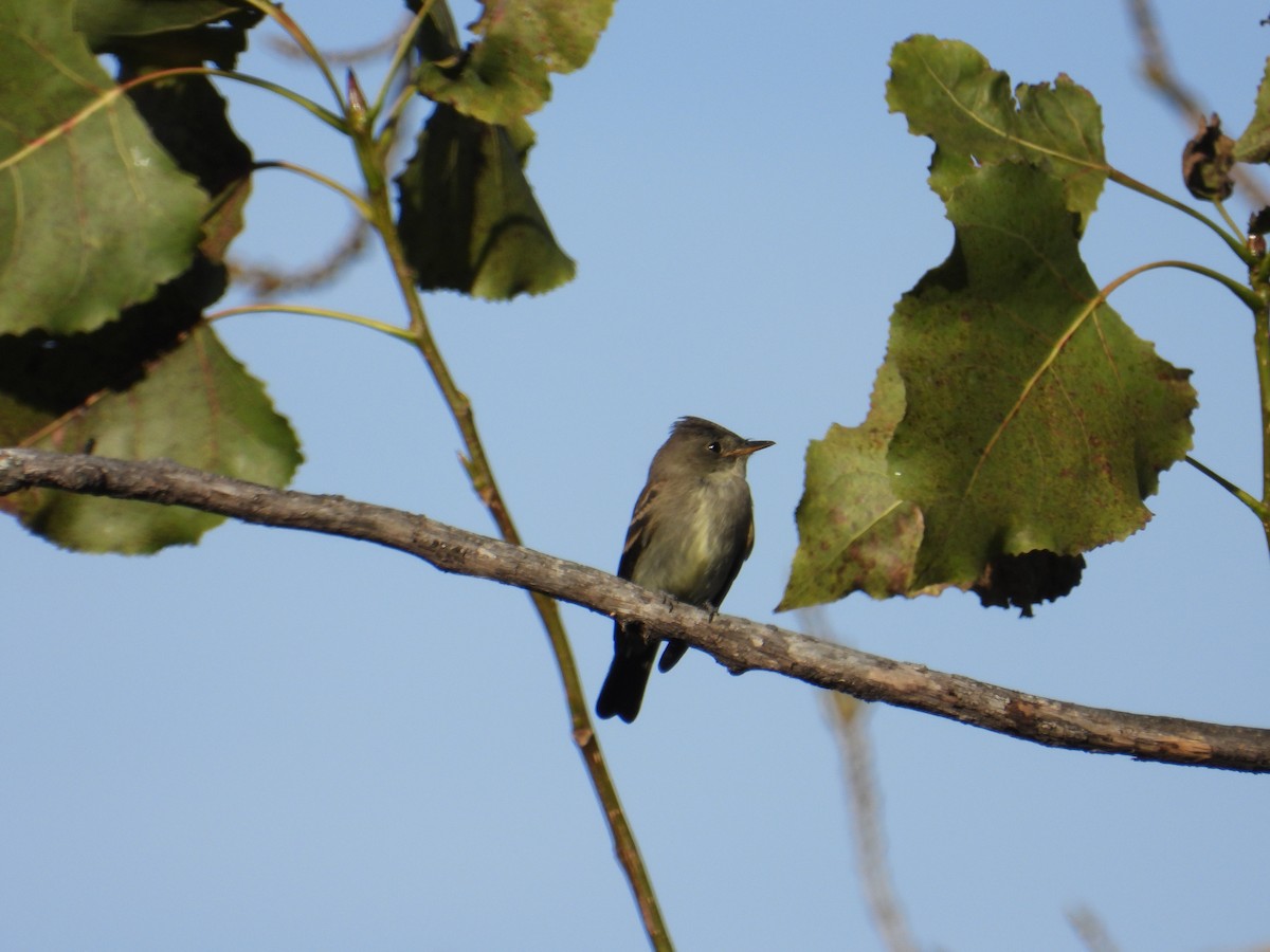 Eastern Wood-Pewee - ML642832718