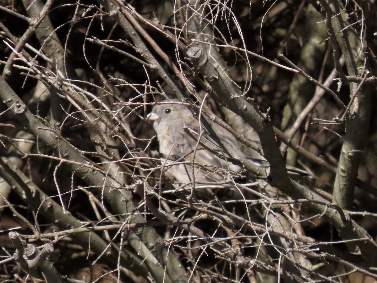 Dark-eyed Junco - ML642832719