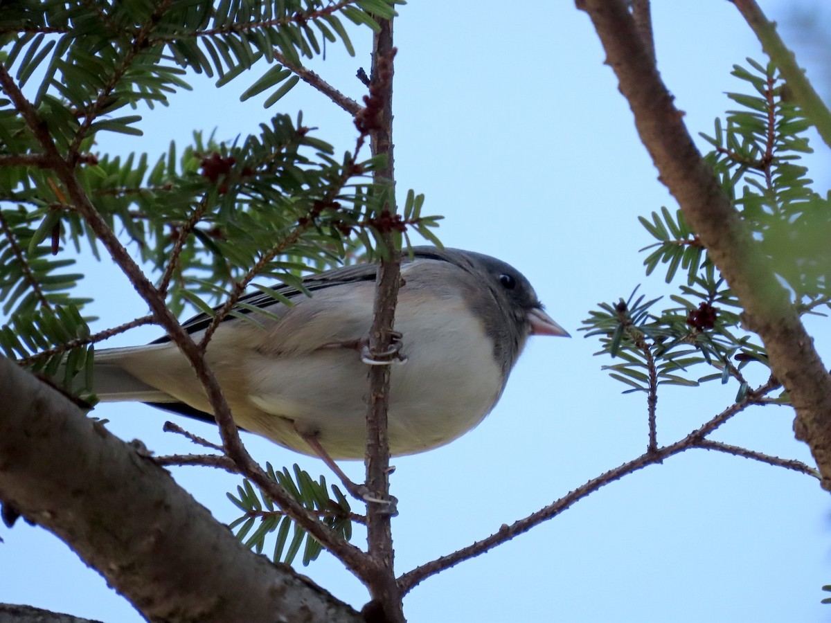 Dark-eyed Junco - ML642832720