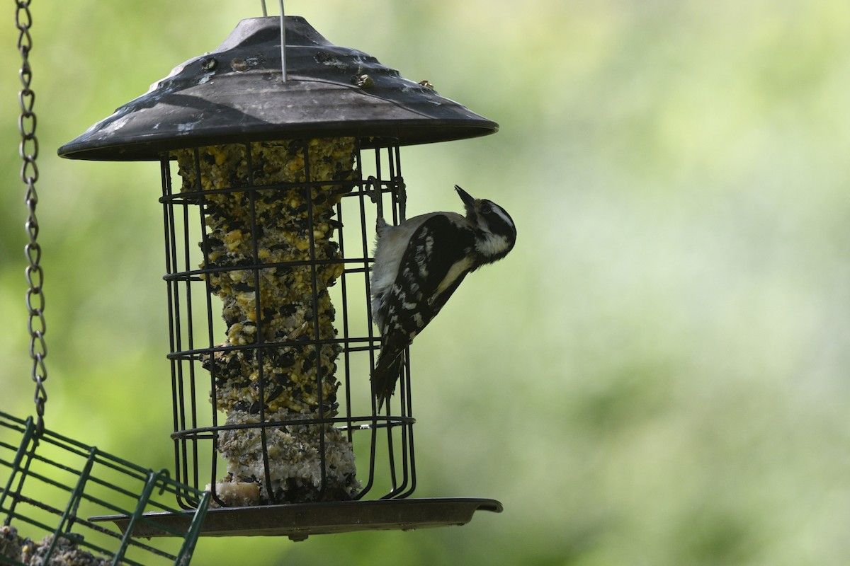Downy Woodpecker - ML642832721