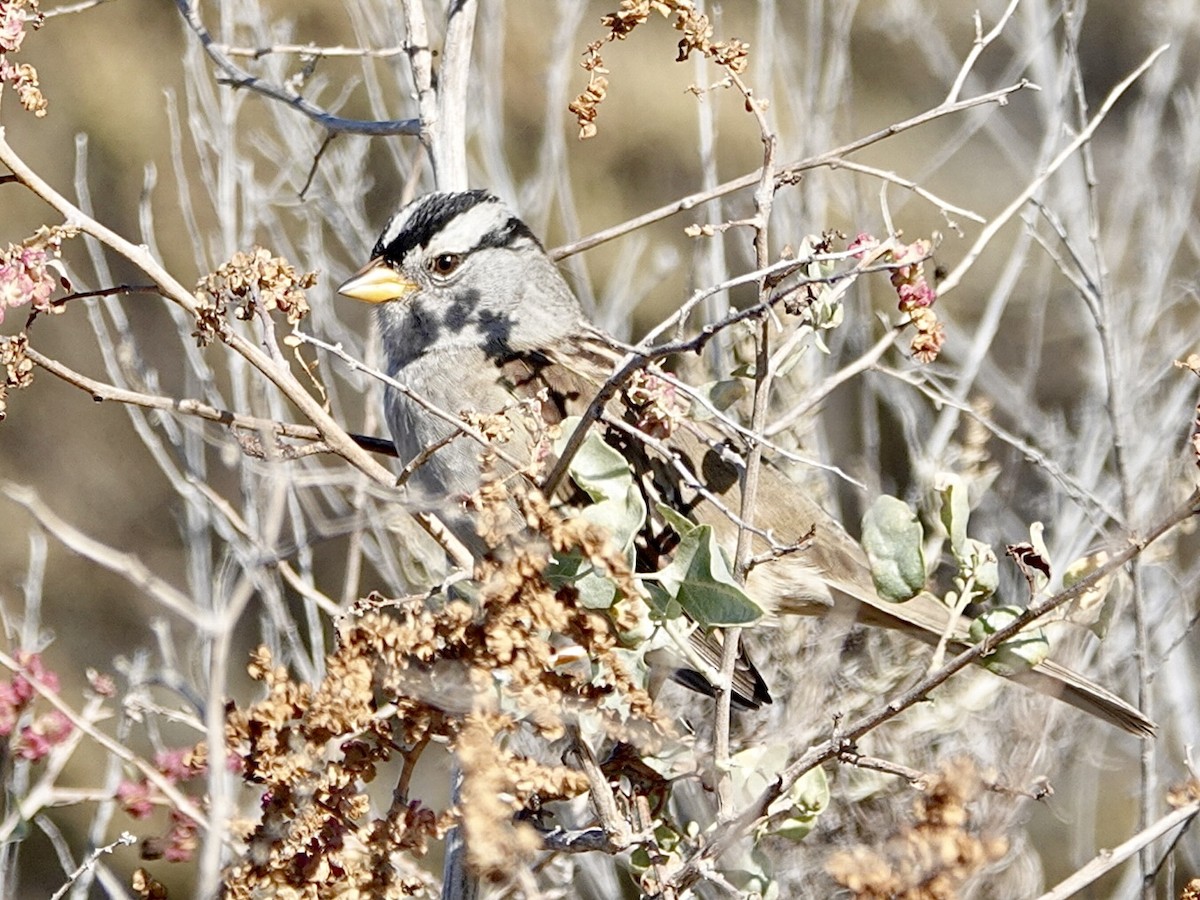 White-crowned Sparrow (pugetensis) - ML642832722