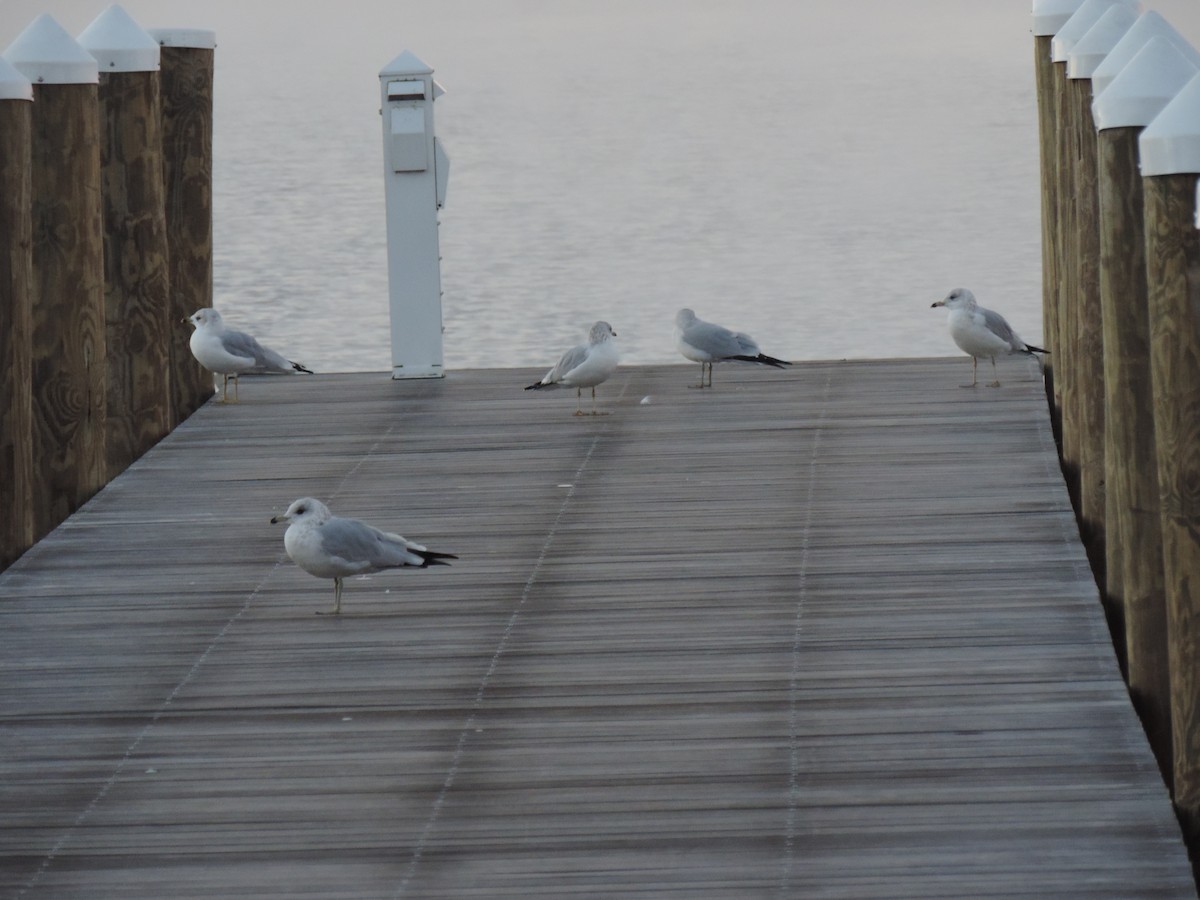 Ring-billed Gull - ML642832724