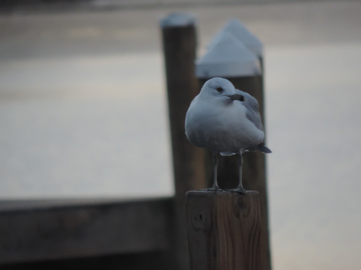 Ring-billed Gull - ML642832725