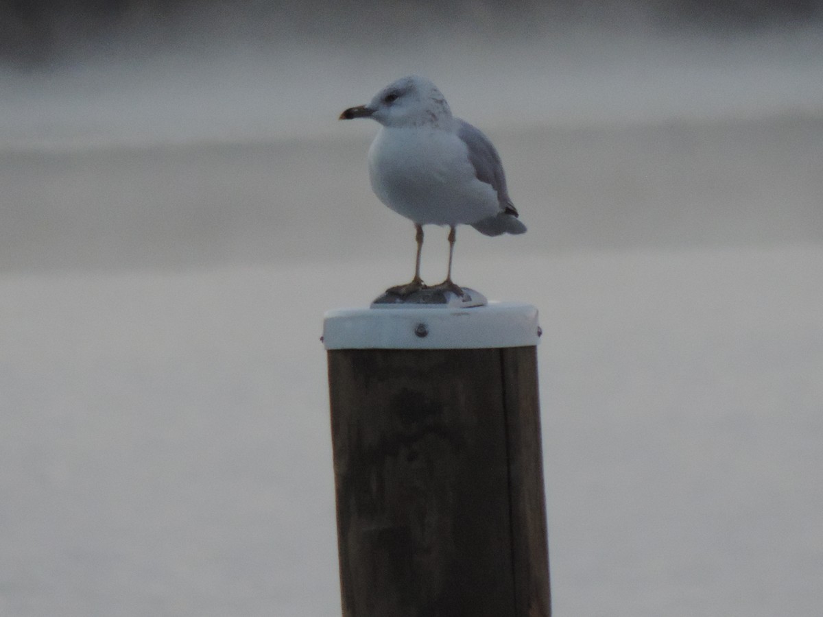 Ring-billed Gull - ML642832726