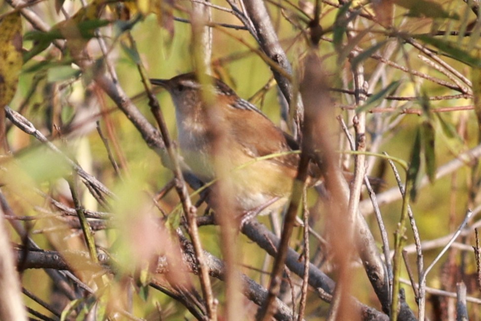 Marsh Wren - ML642832727