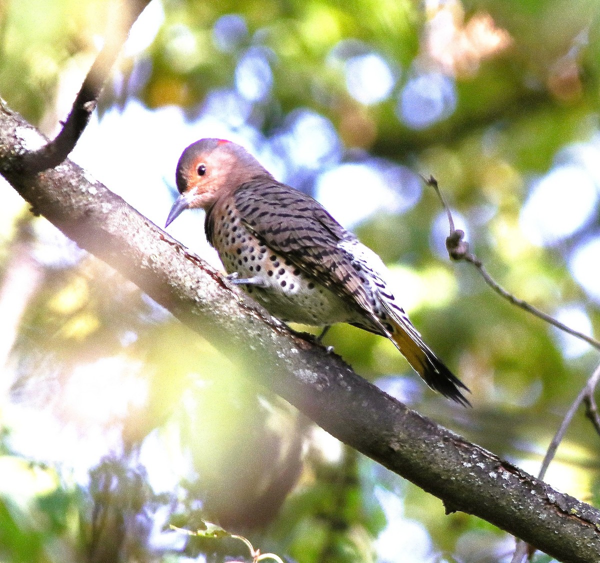 Northern Flicker - ML642832733