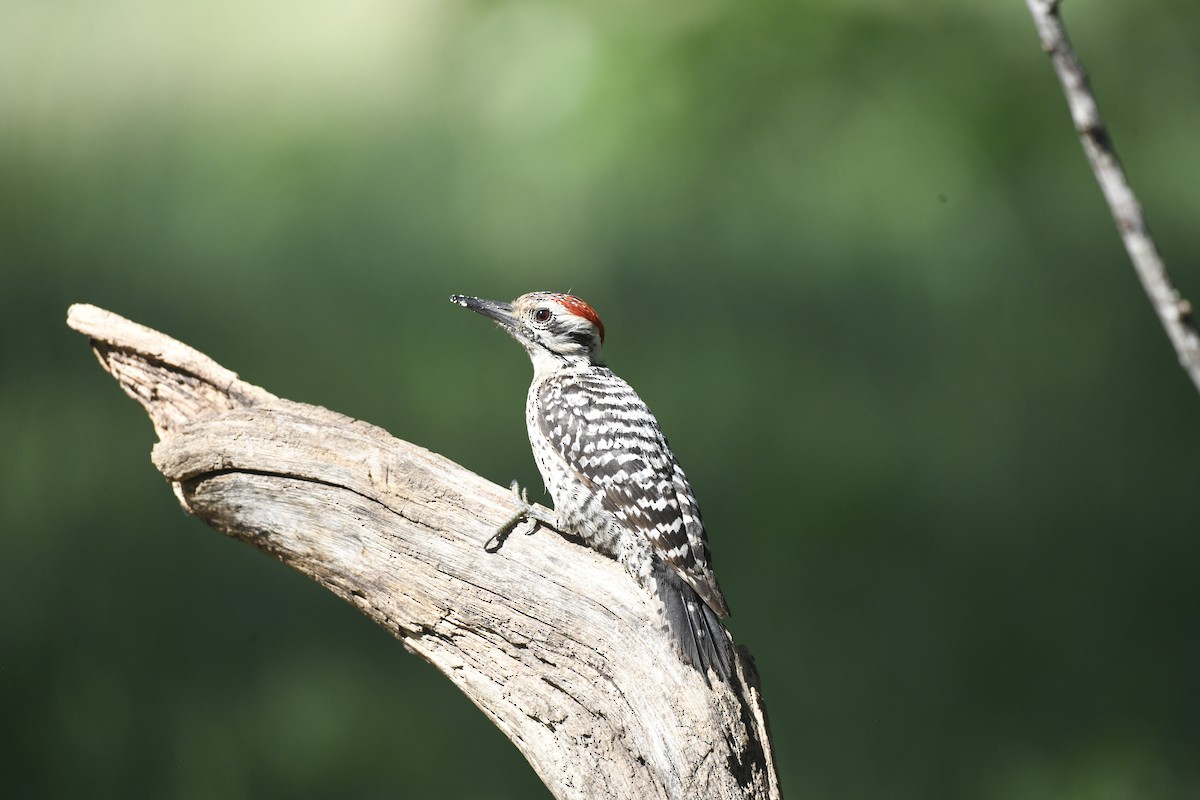 Ladder-backed Woodpecker - ML642832734
