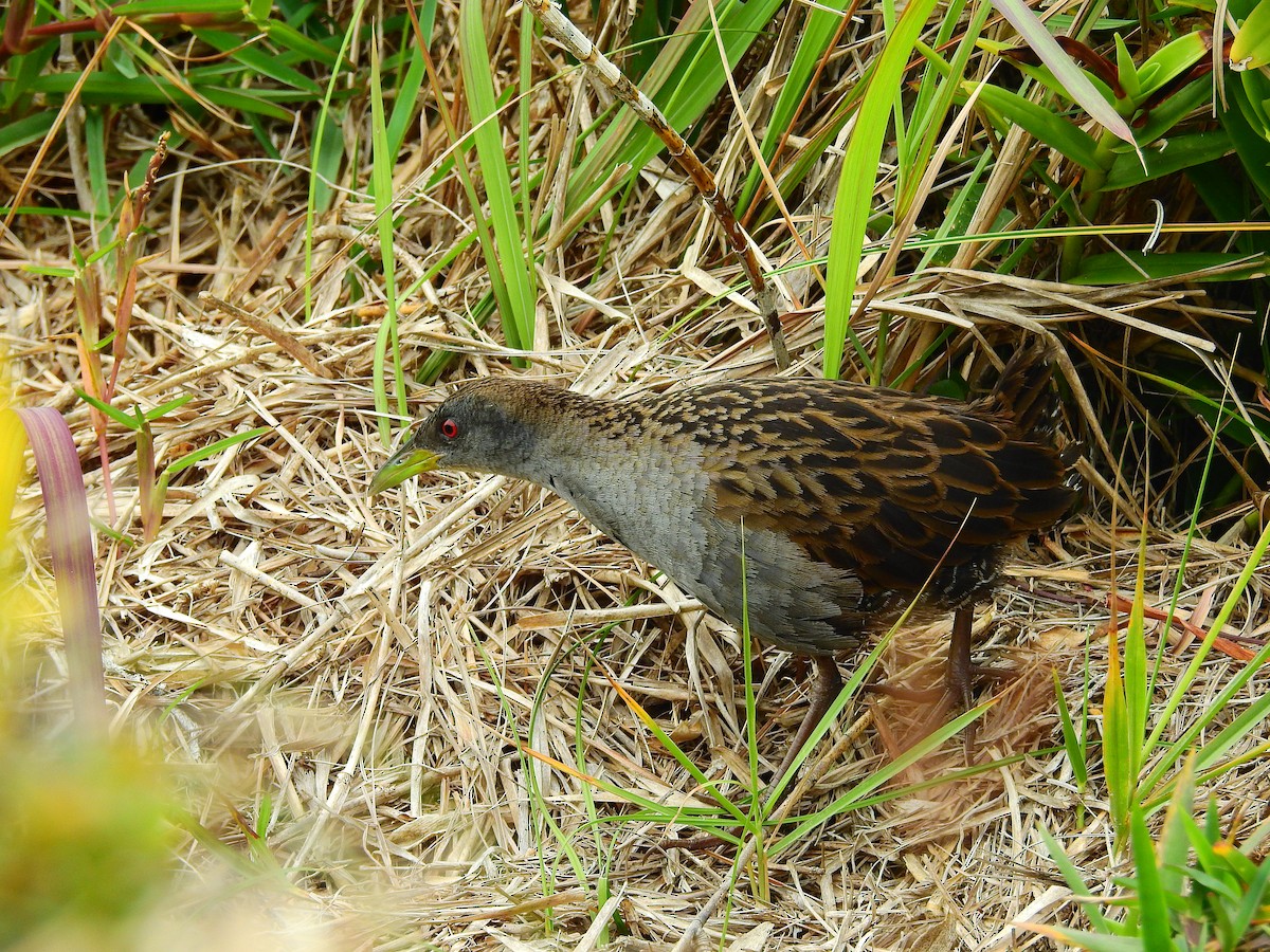 Ash-throated Crake - ML642832735