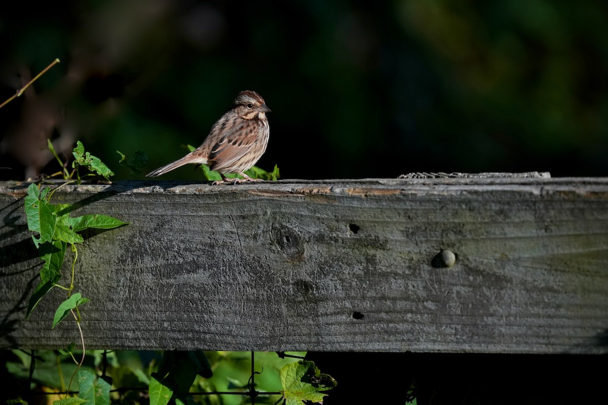 Song Sparrow - ML642832736