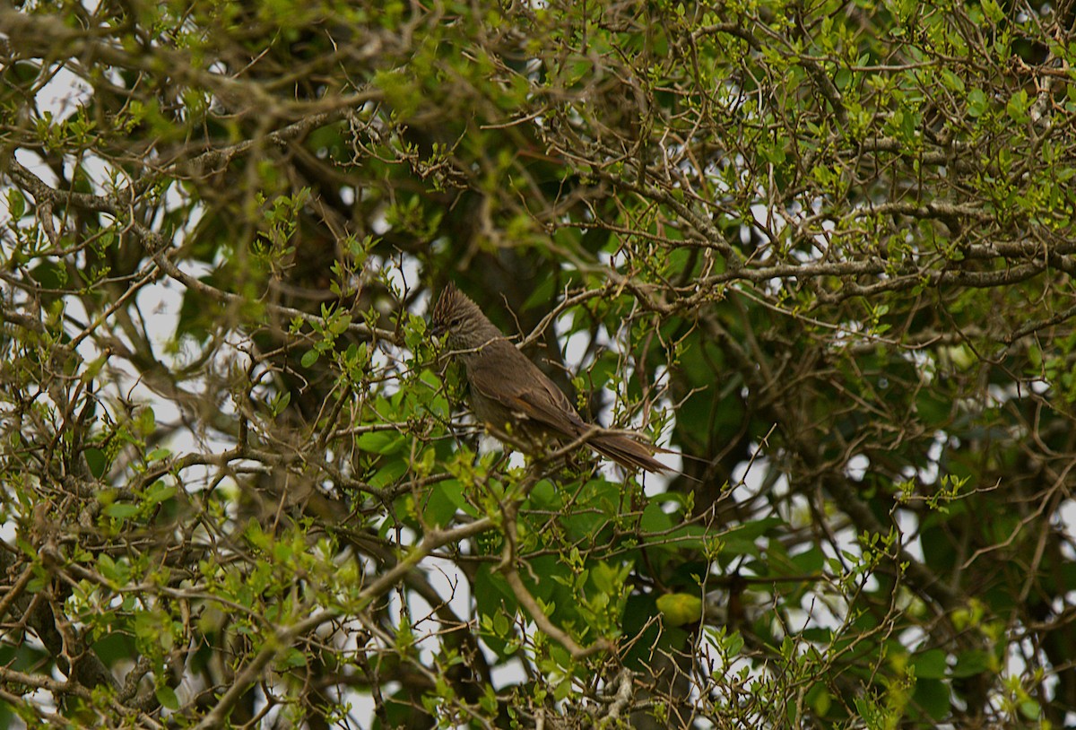Tufted Tit-Spinetail - ML642832738