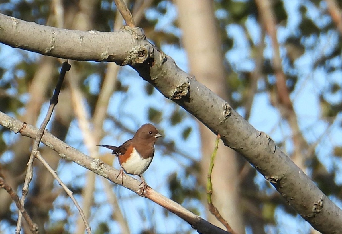 Eastern Towhee - ML642832740