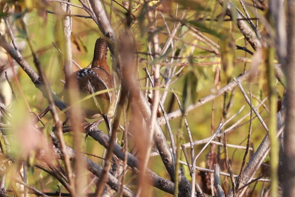 Marsh Wren - ML642832747