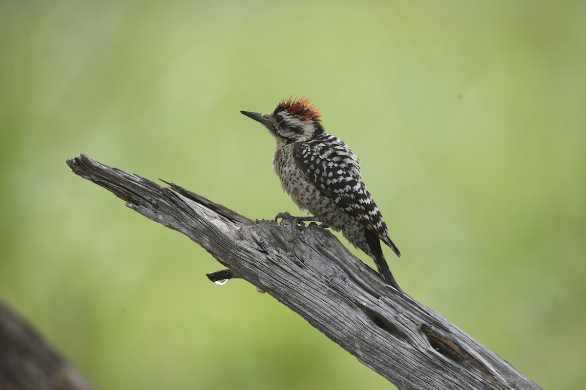 Ladder-backed Woodpecker - ML642832749