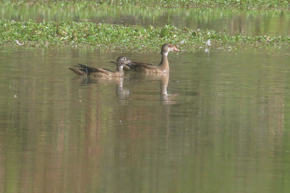 Wood Duck - ML642832758