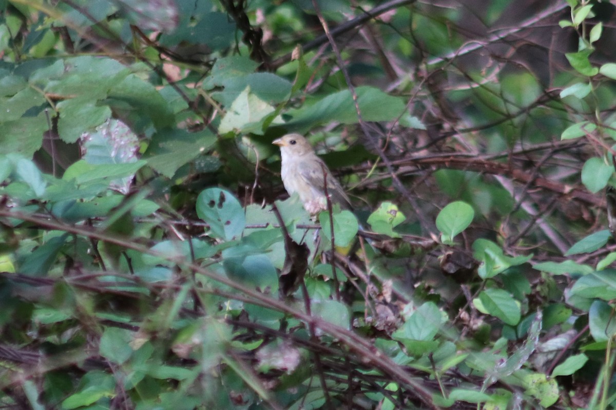 Indigo Bunting - ML642832761