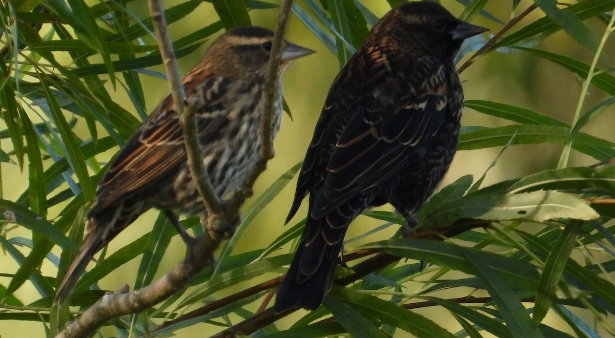 Red-winged Blackbird - ML642832780