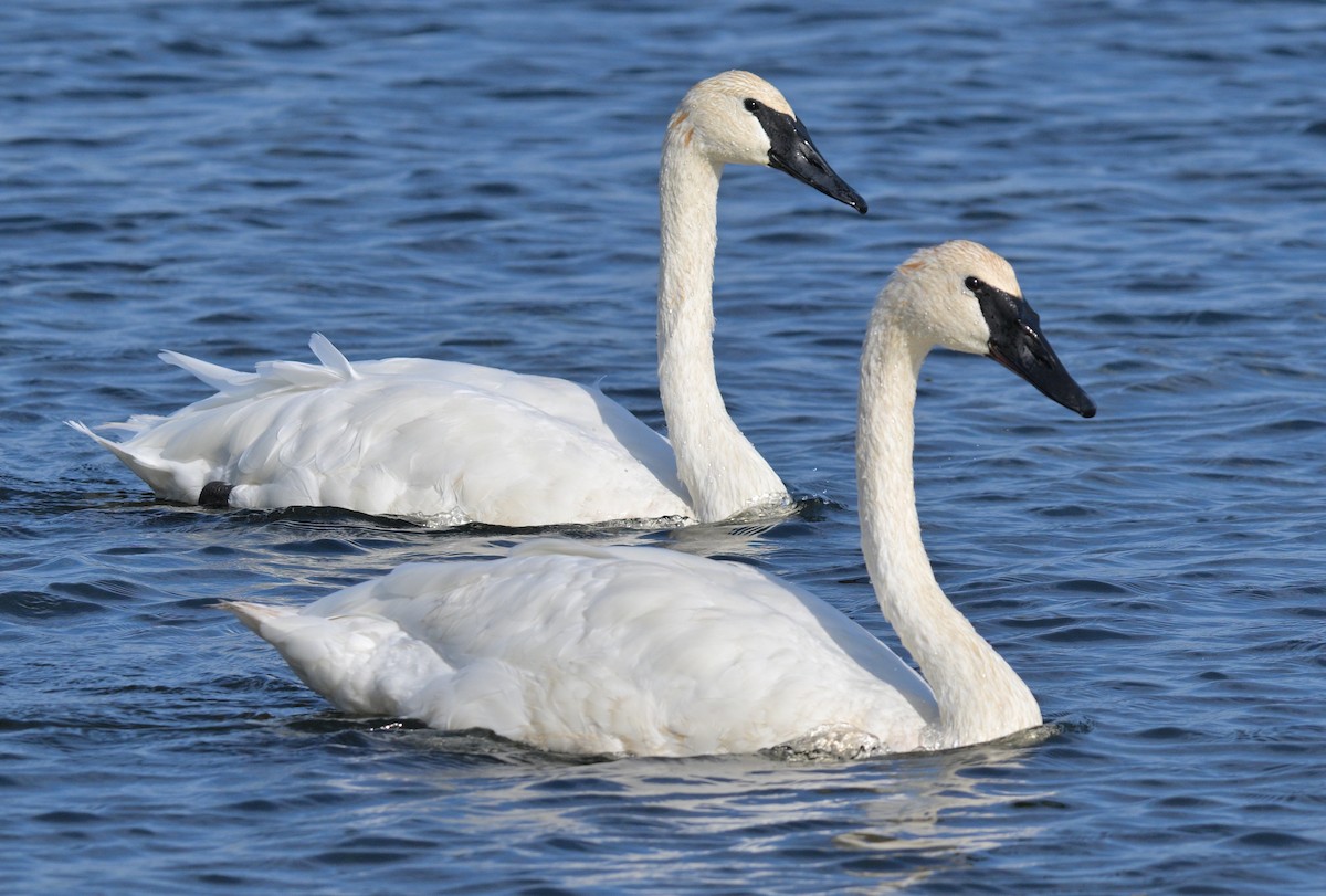 Trumpeter Swan - ML642832786