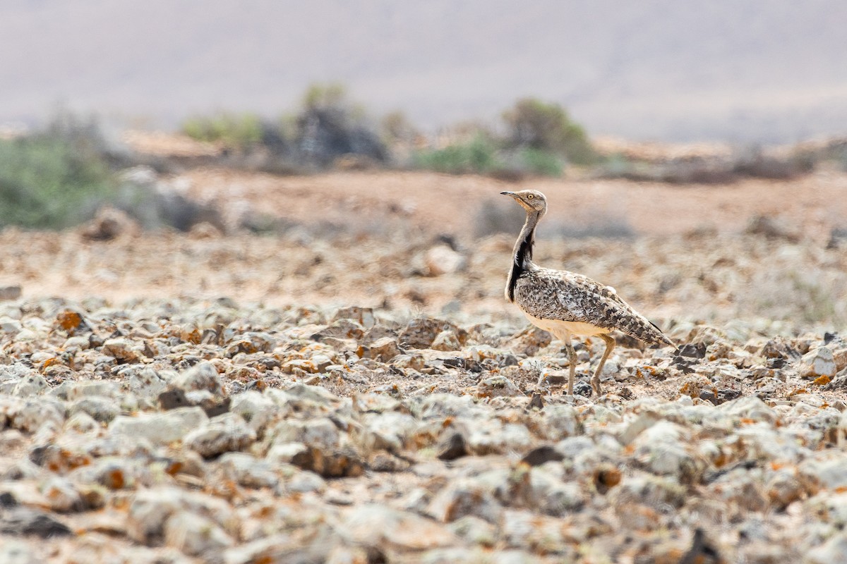 drop hřívnatý (ssp. fuertaventurae) - ML642832788