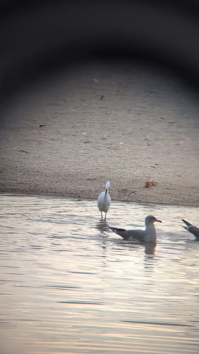 Heermann's Gull - ML642832808