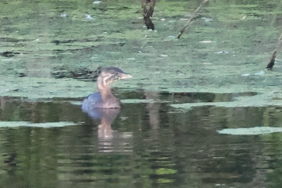 Pied-billed Grebe - ML642832809
