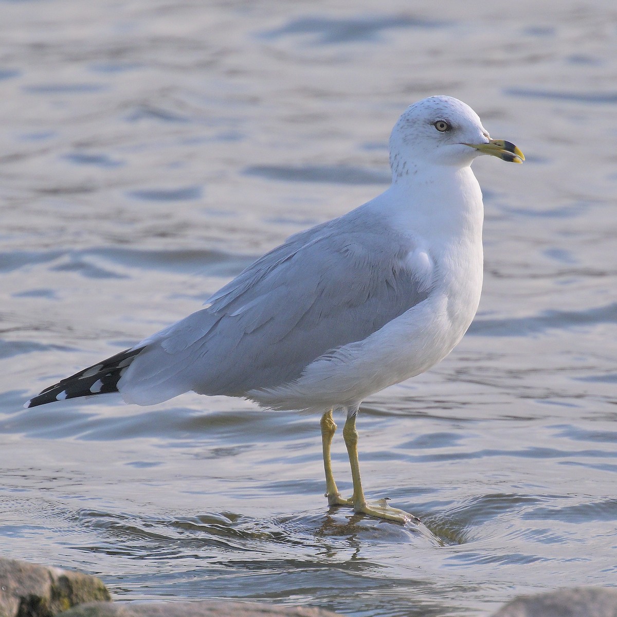 Ring-billed Gull - ML642832810