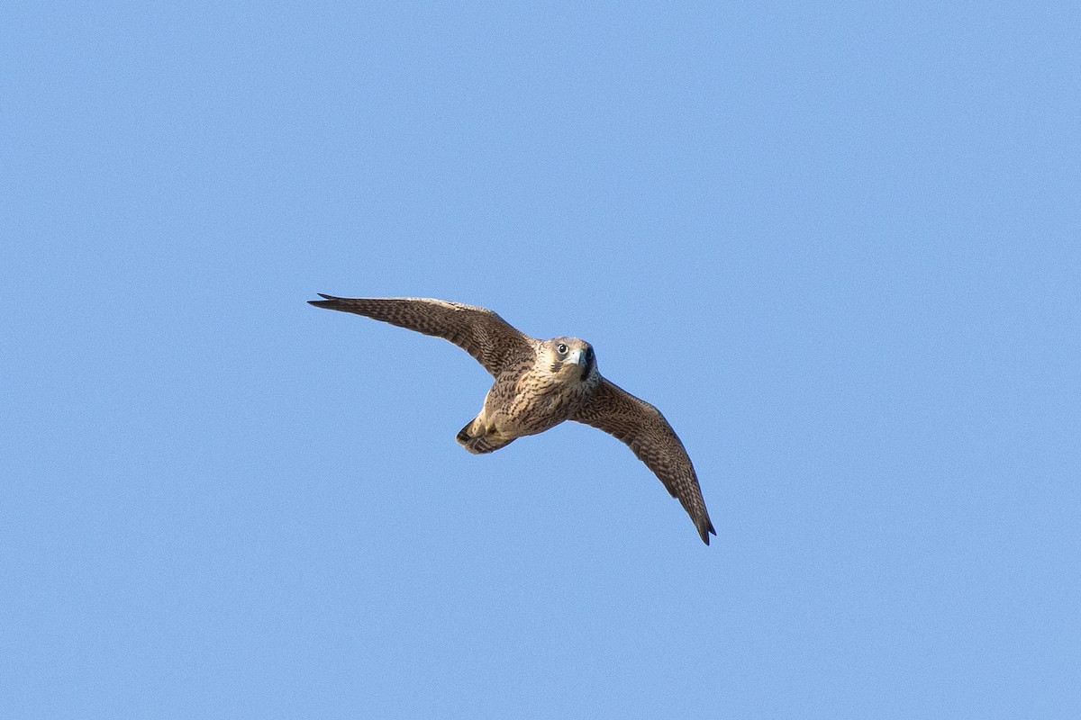 Falco pellegrino (della Barberia) - ML642832812
