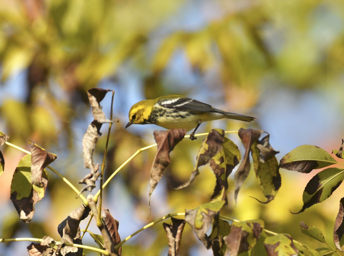 Black-throated Green Warbler - ML642832814