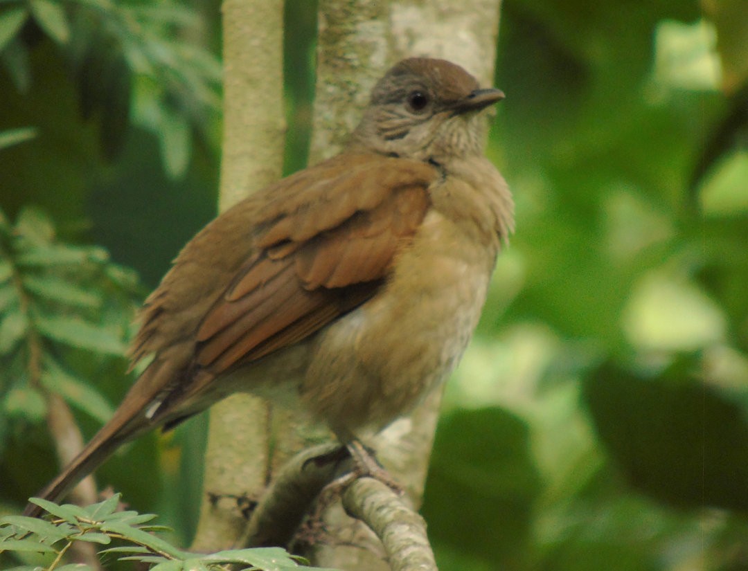 Pale-breasted Thrush - ML642832815