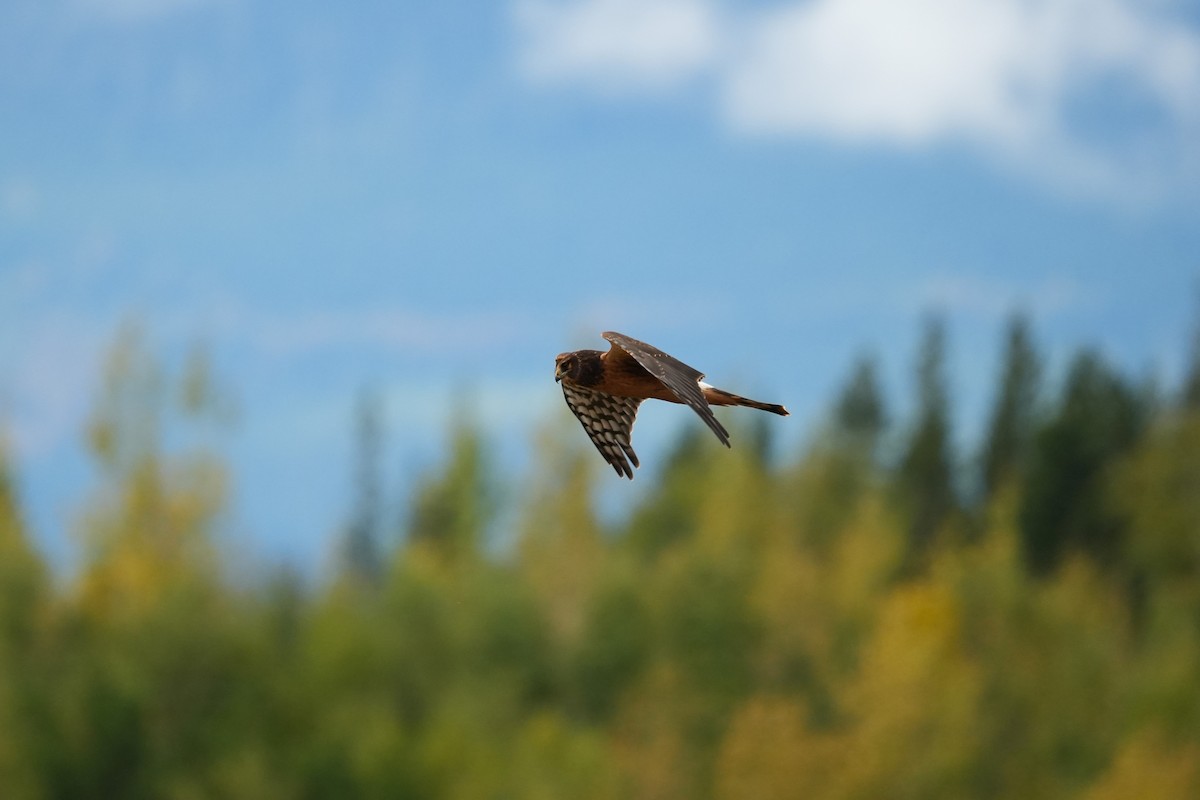 Northern Harrier - ML642832817