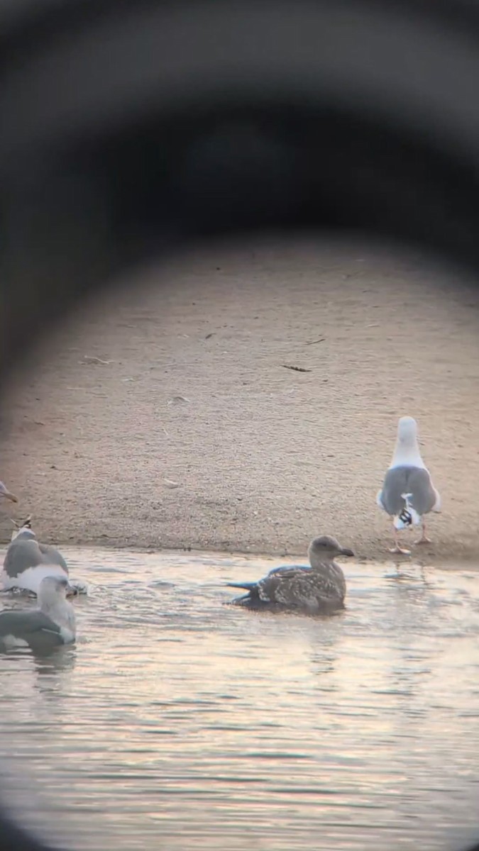 Western Gull - ML642832819