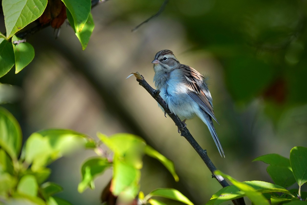 Chipping Sparrow - ML642832823