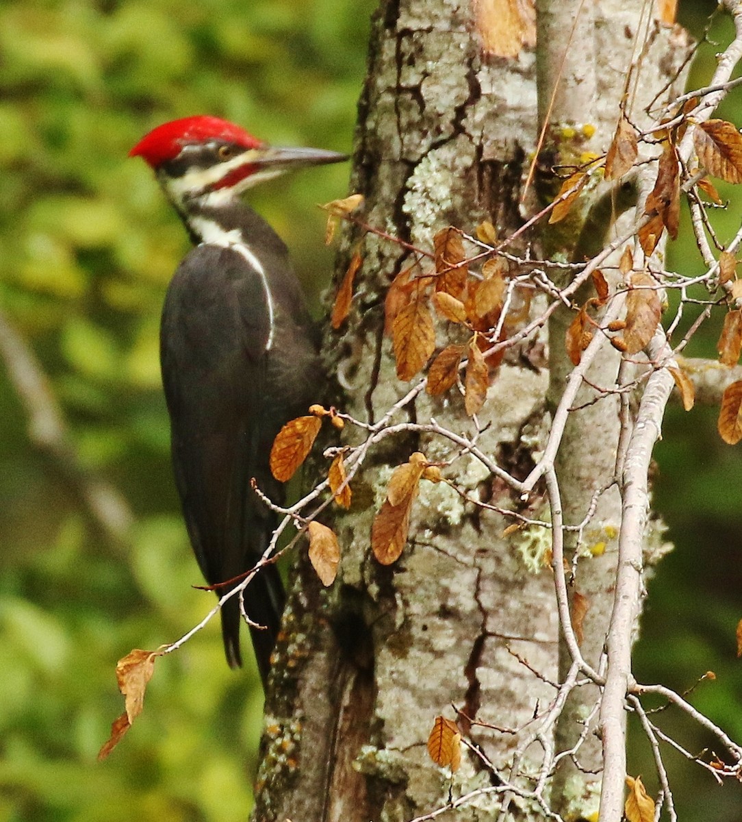 Pileated Woodpecker - ML642832824