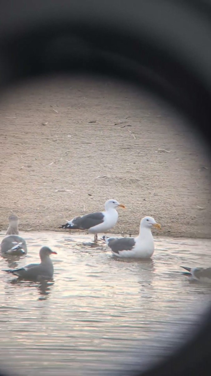 California Gull - ML642832826