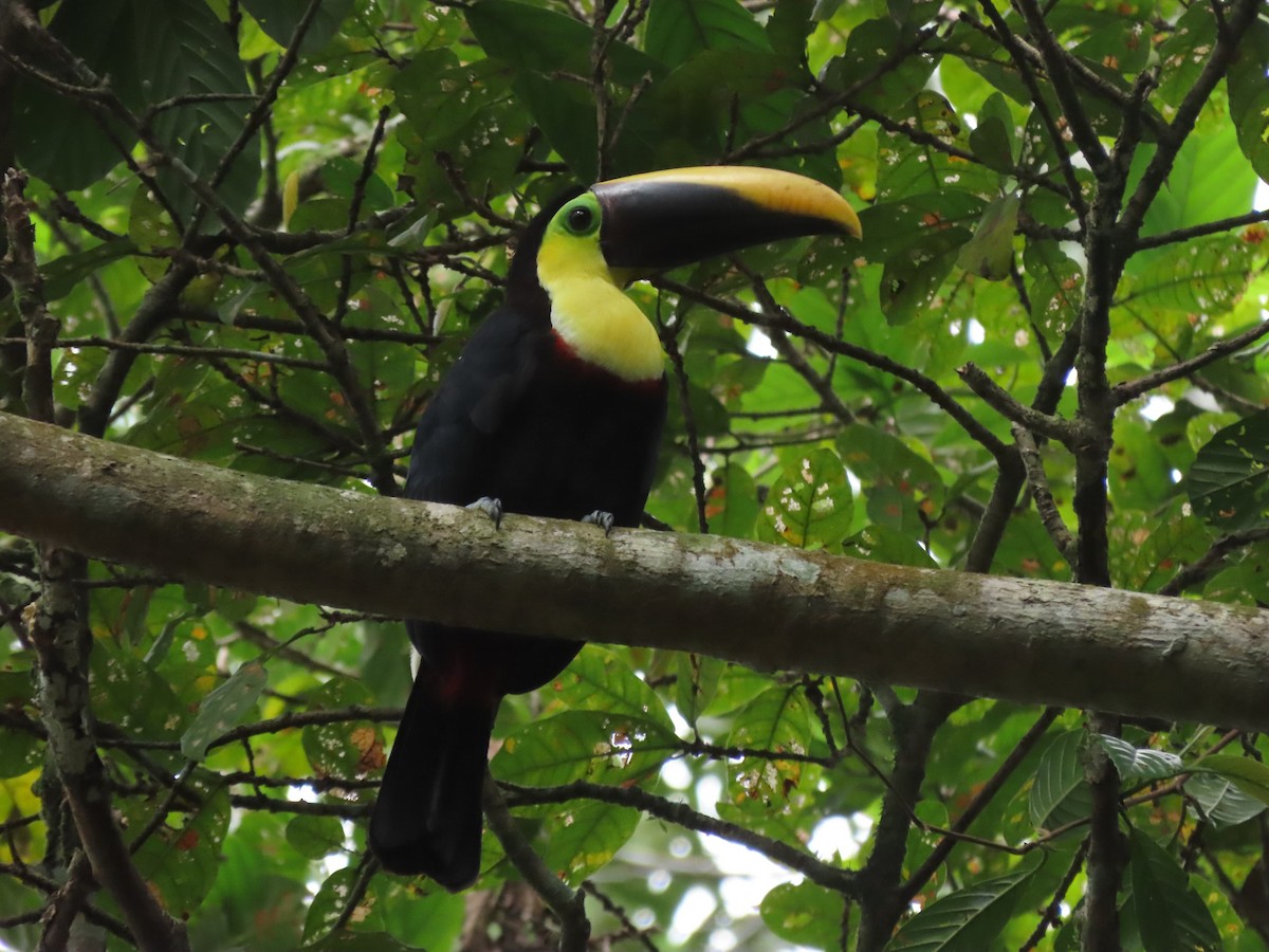 Yellow-throated Toucan - ML642832831