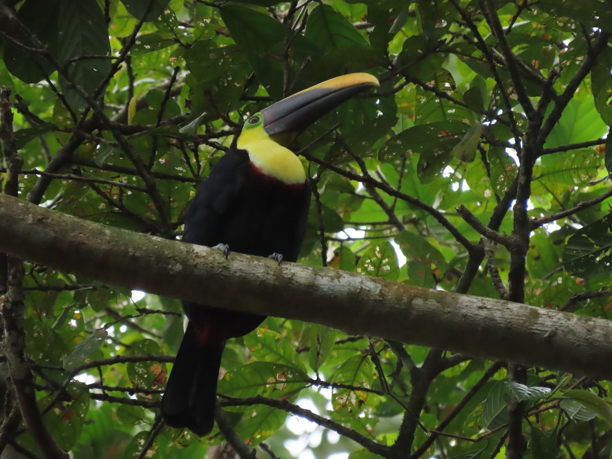 Yellow-throated Toucan - ML642832832