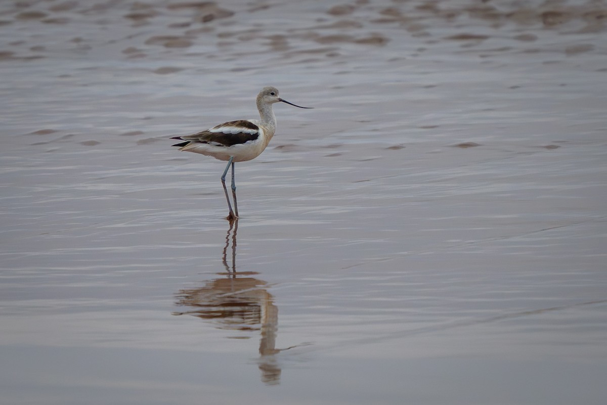 American Avocet - ML642832833
