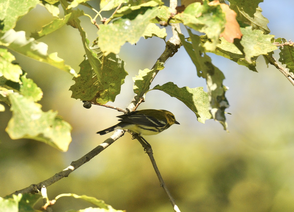Black-throated Green Warbler - ML642832834