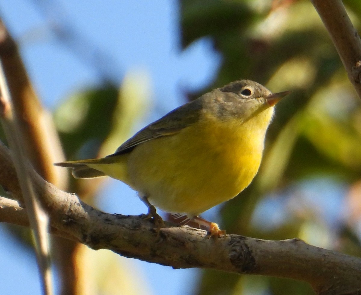 Nashville Warbler - ML642832836
